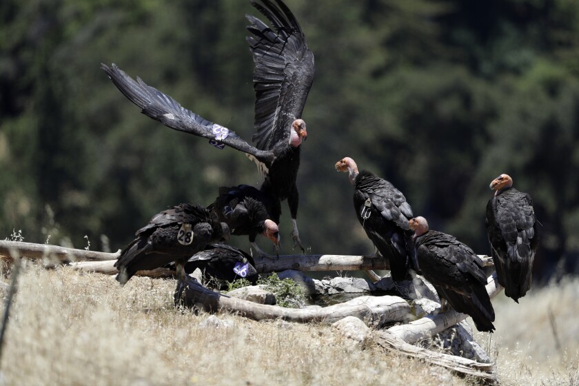 Wind power company will breed endangered California condors - Los Angeles Times