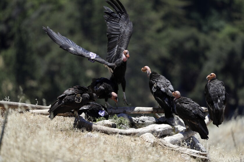 California condors huddle around a watering hole