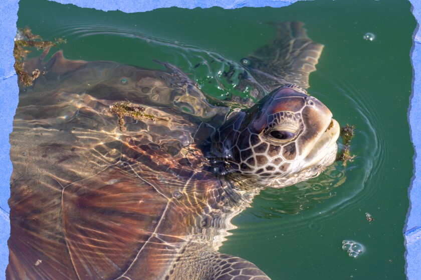 green turtle with kelp hanging from it's mouth