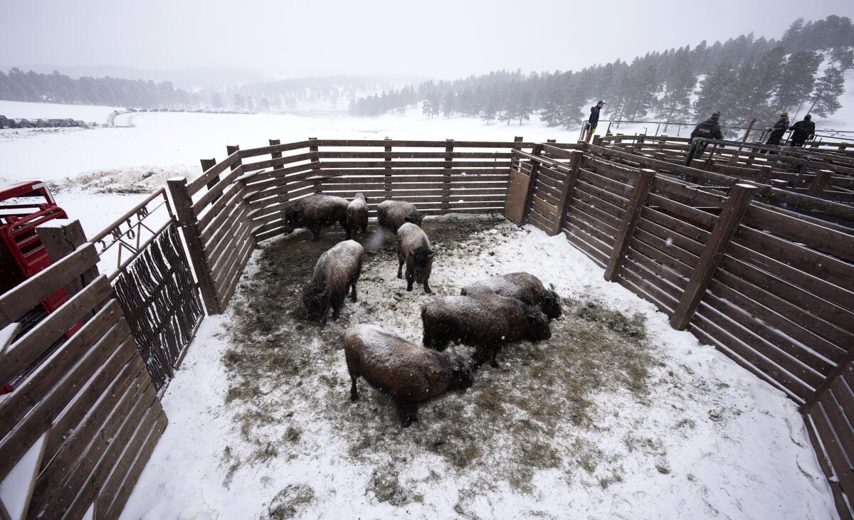 Bison stand in a corral 