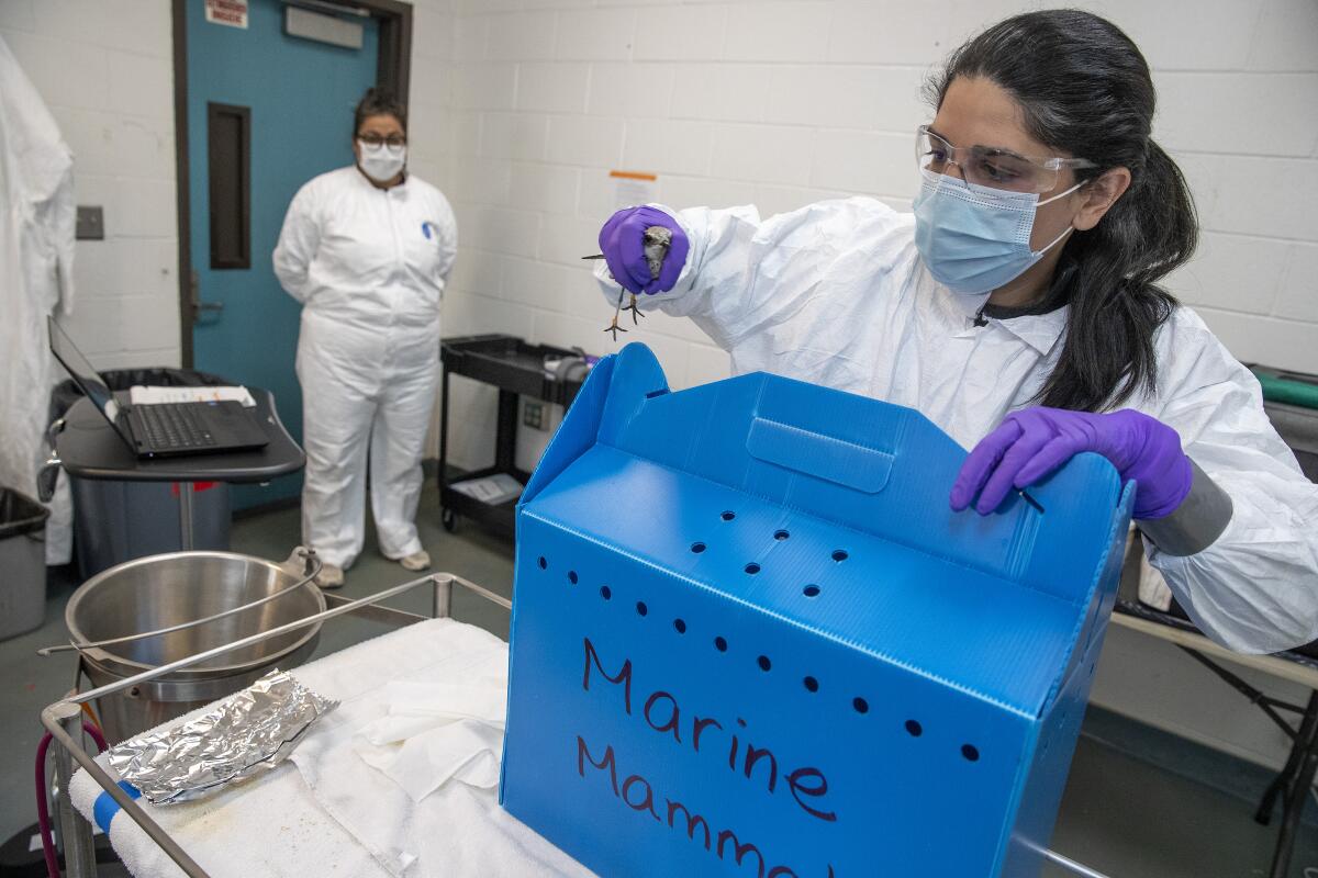 A snowy plover injured as a result of the Huntington Beach oil spill is taken out of a cardboard enclosure for an exam