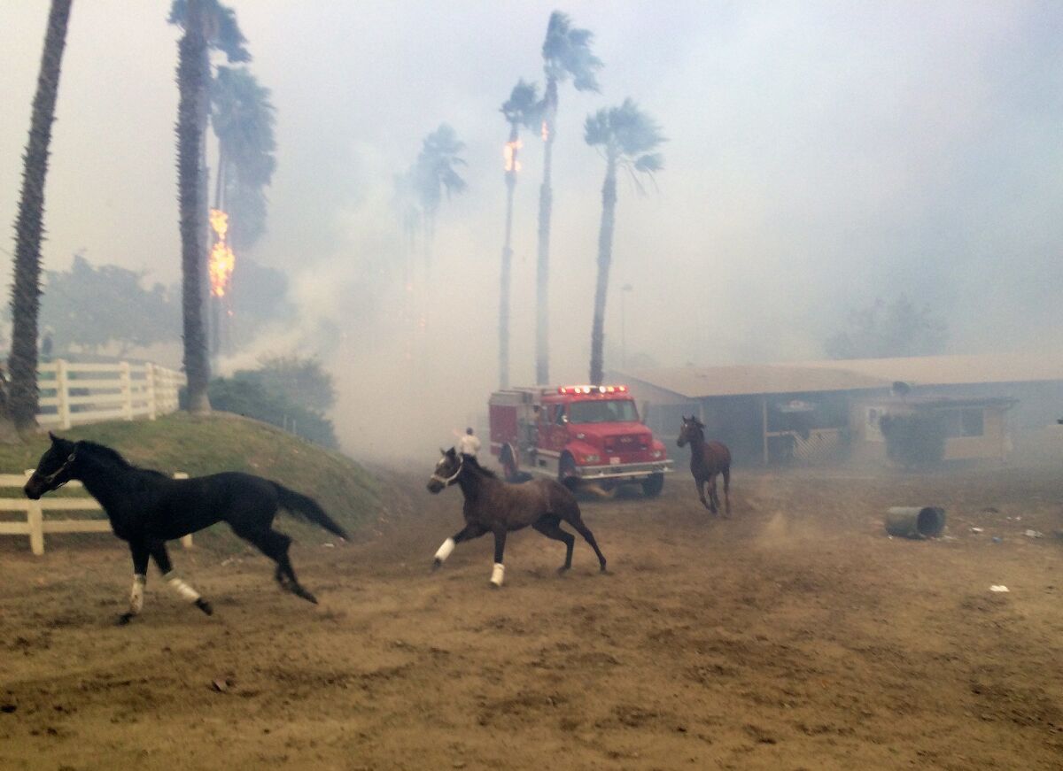 Terrified horses gallop from San Luis Rey Downs as the Lilac Fire sweeps through the horse-training facility in Bonsall.