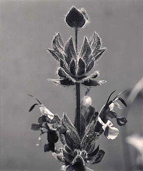 Hummingbird sage