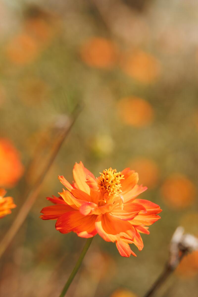 An orange coreopsis flower.