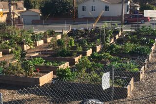 The Lemon Grove Community Garden has raised garden beds that residents can lease.