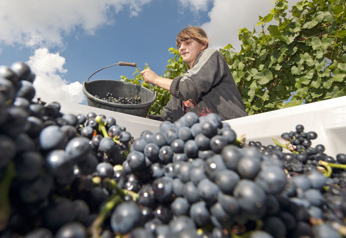 Worker Vanessa Schellenberg harvests Burgundy grapes in a vineyard in Germany. Wine production is expected to reach a 37-year low this year.