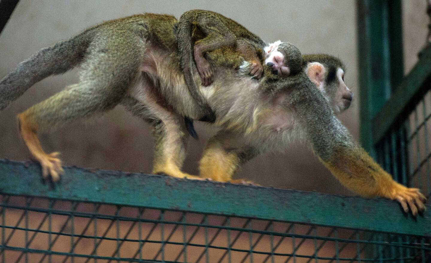 Wroclaw Zoo