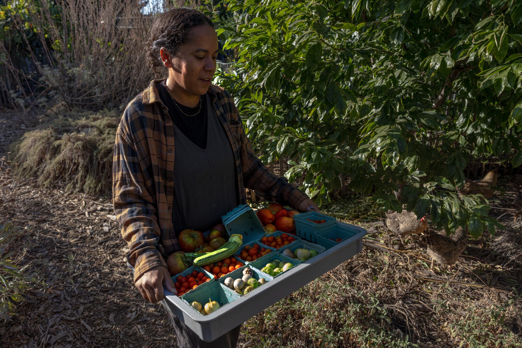 Alexys Romo, founder of Black Thumb, who uses compost from LA Compost, picks fresh vegetables and fruits.