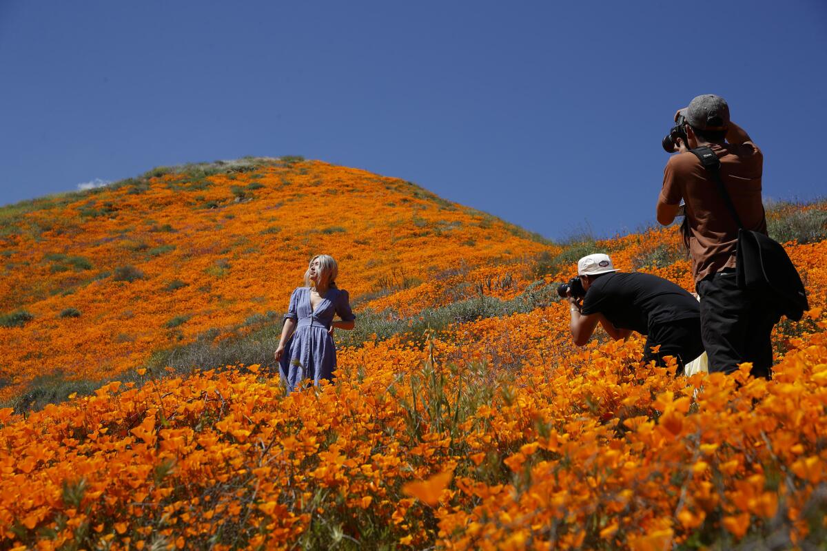 Una modelo posa entre flores silvestres en Lake Elsinore, California.