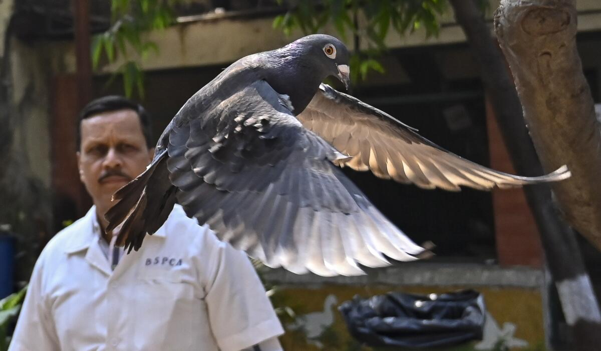 A pigeon is released as a man looks on.