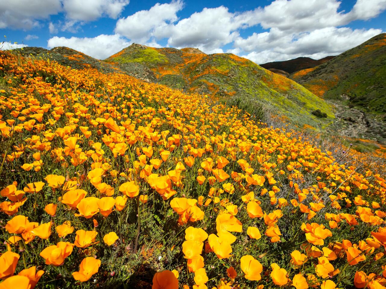 Poppies bloom on the slopes of Walker Canyon near Lake Elsinore.