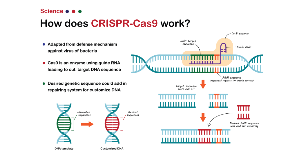 CRISPR Genome Editing Explained: How It Works, Cas9, Curing Diseases ...