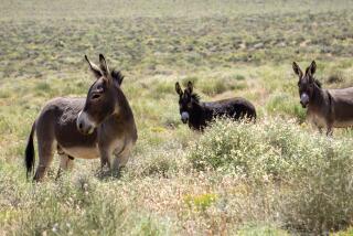 New clues may shed light on killings of Mojave Desert wild burros - Los  Angeles Times