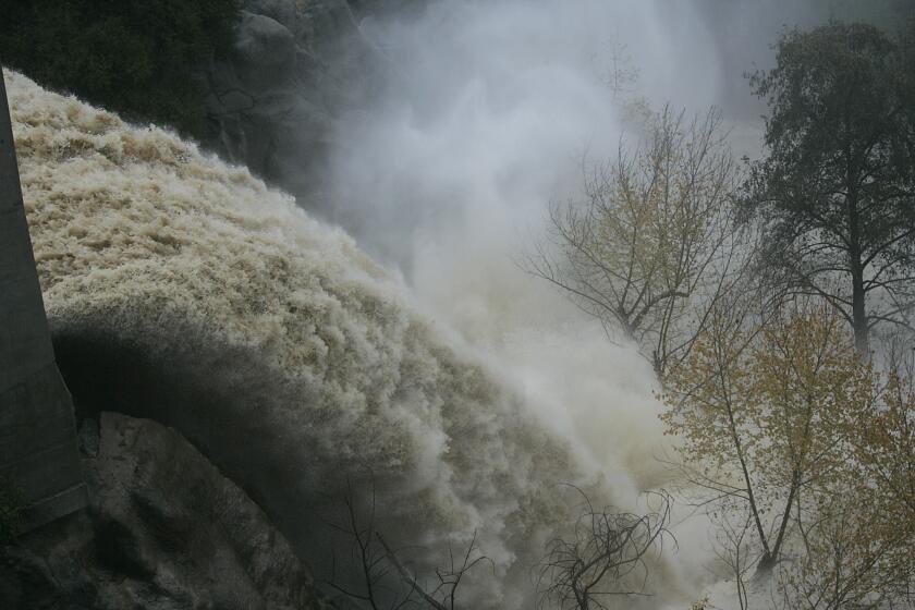 Tall trees are dwarfed by the huge and fast-moving waterfall caused by runoff from the Devil's Gate Dam in Pasadena.