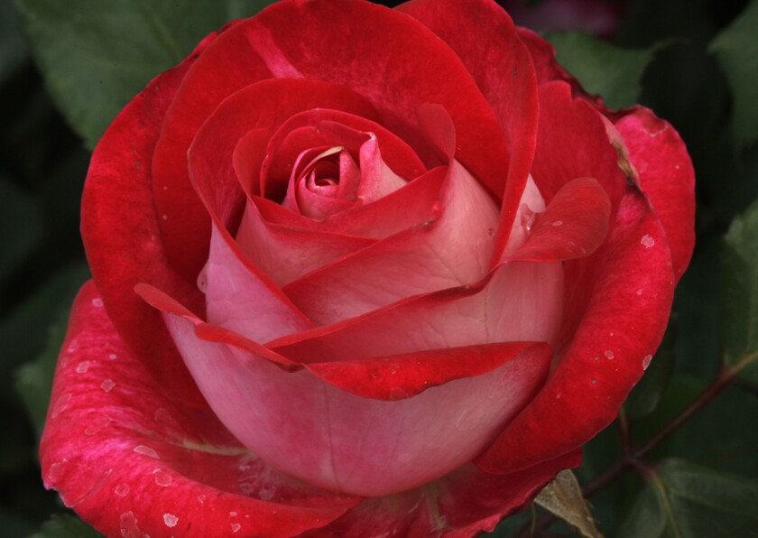 New Rose Varieties For 2020 The San Diego Union Tribune