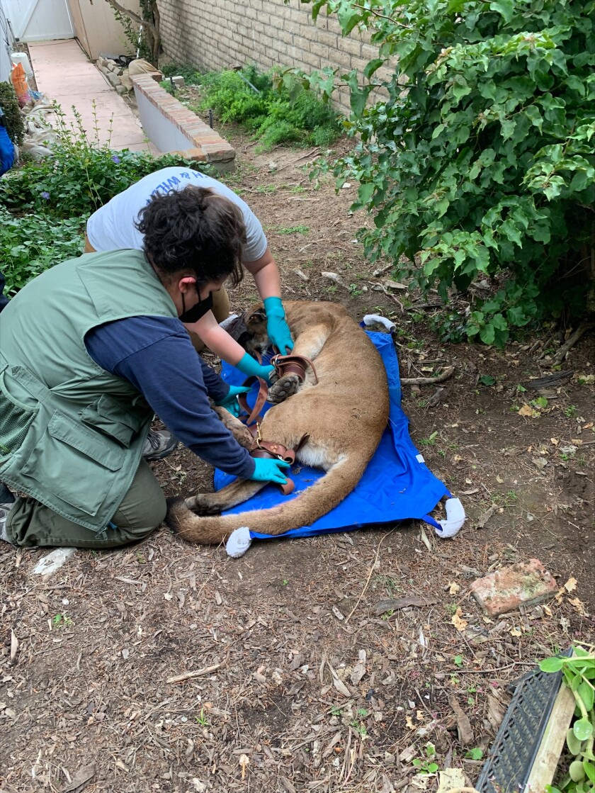 State fish and wildlife staff capture the mountain lion in Newport Beach.