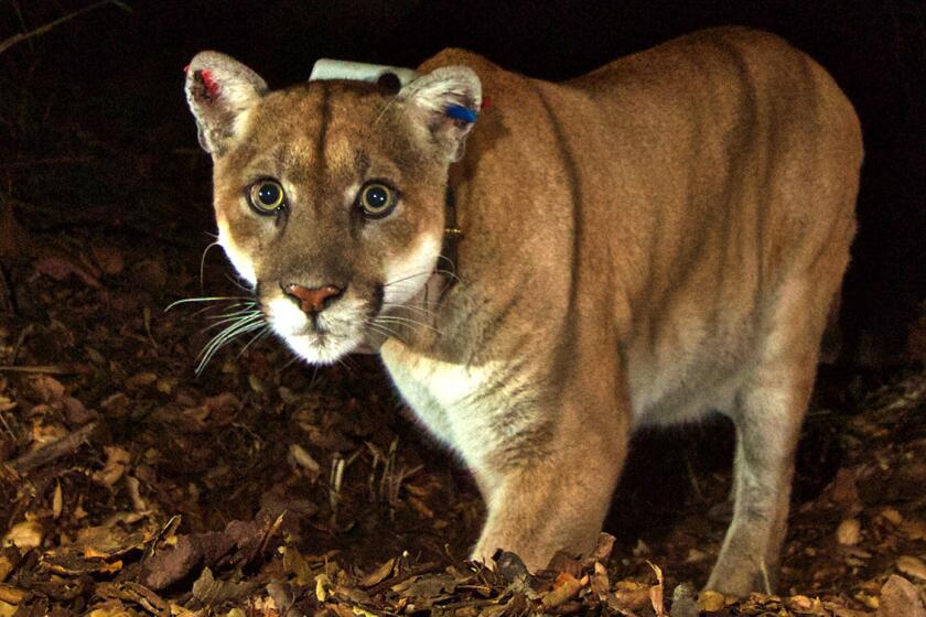 P-22, the celebrity mountain lion of Los Angeles, is euthanized