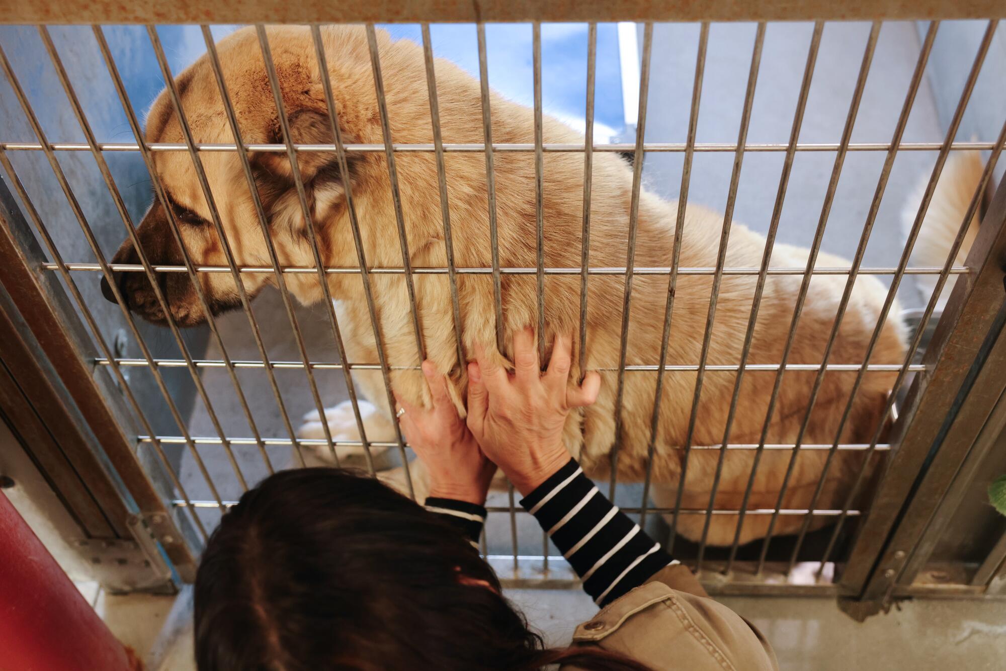 Rita Earl Blackwell reaches her fingers through bars of an enclosure to give Tina, a tan fluffy dog, some scratches.
