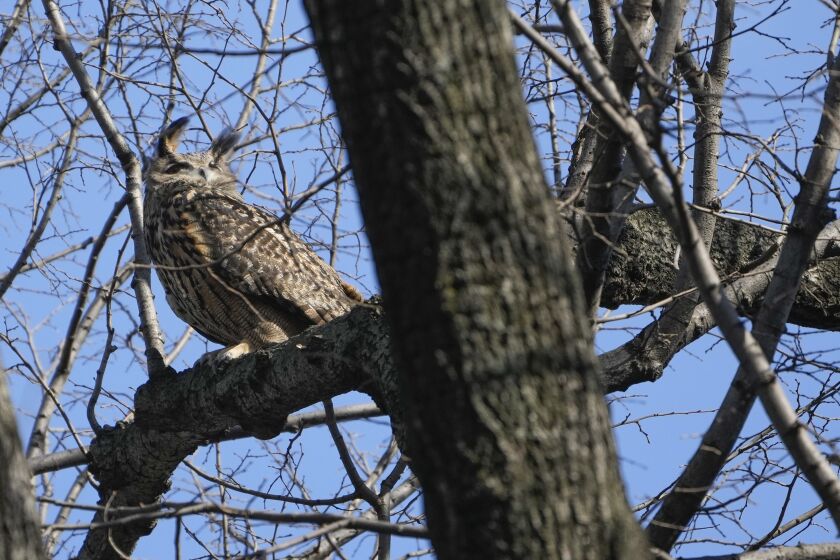 A Eurasian eagle-owl named Flaco sits in a tree in Central Park in New York, Monday, Feb. 6, 2023. The owl, who resided at the Central Park Zoo, flew the coop after someone vandalized its exhibit by cutting through stainless steel mesh. Zoo officials say Flaco was discovered missing at 8:30 p.m. Thursday and remained on the loose Monday. (AP Photo/Seth Wenig)
