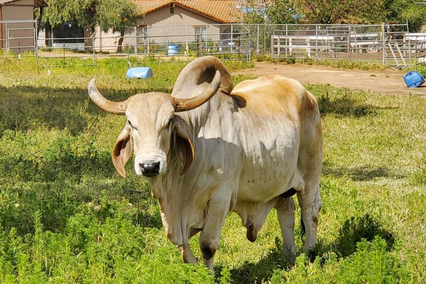Kodak the Brahman bull was a friendly fixture along Highland Valley Road until he passed away recently at age 20.