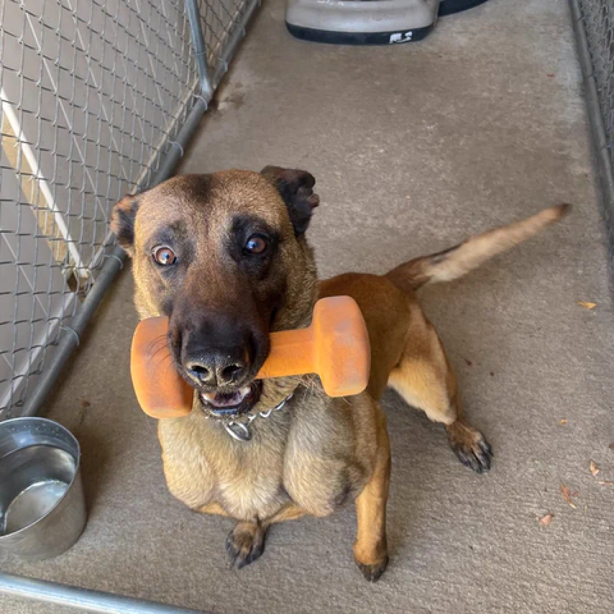 Sir, a San Diego Police Department canine, was killed when police officers confronted a suspect at Mesa College.