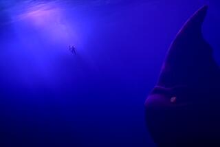 A man and a young girl, underwater, encounter a titanic sea monster 