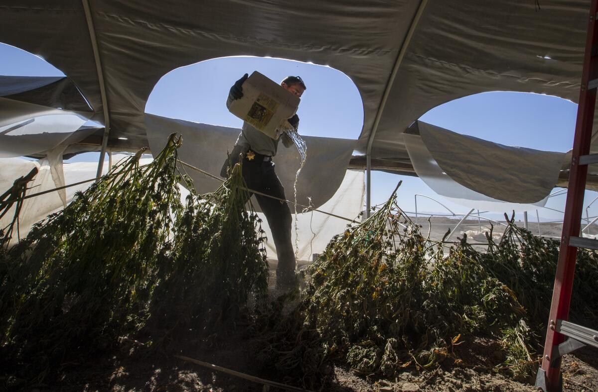 A law enforcement officer pours liquid onto marijuana plants