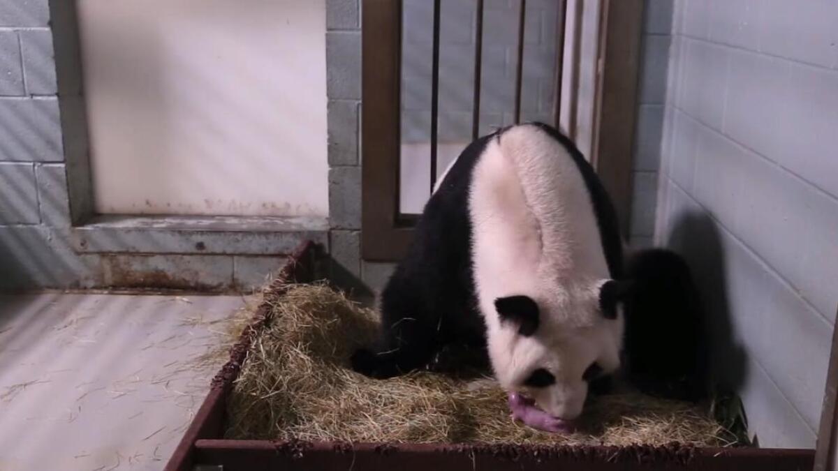 Zoo Atlanta S Giant Female Panda Gives Birth To Twins Again Los