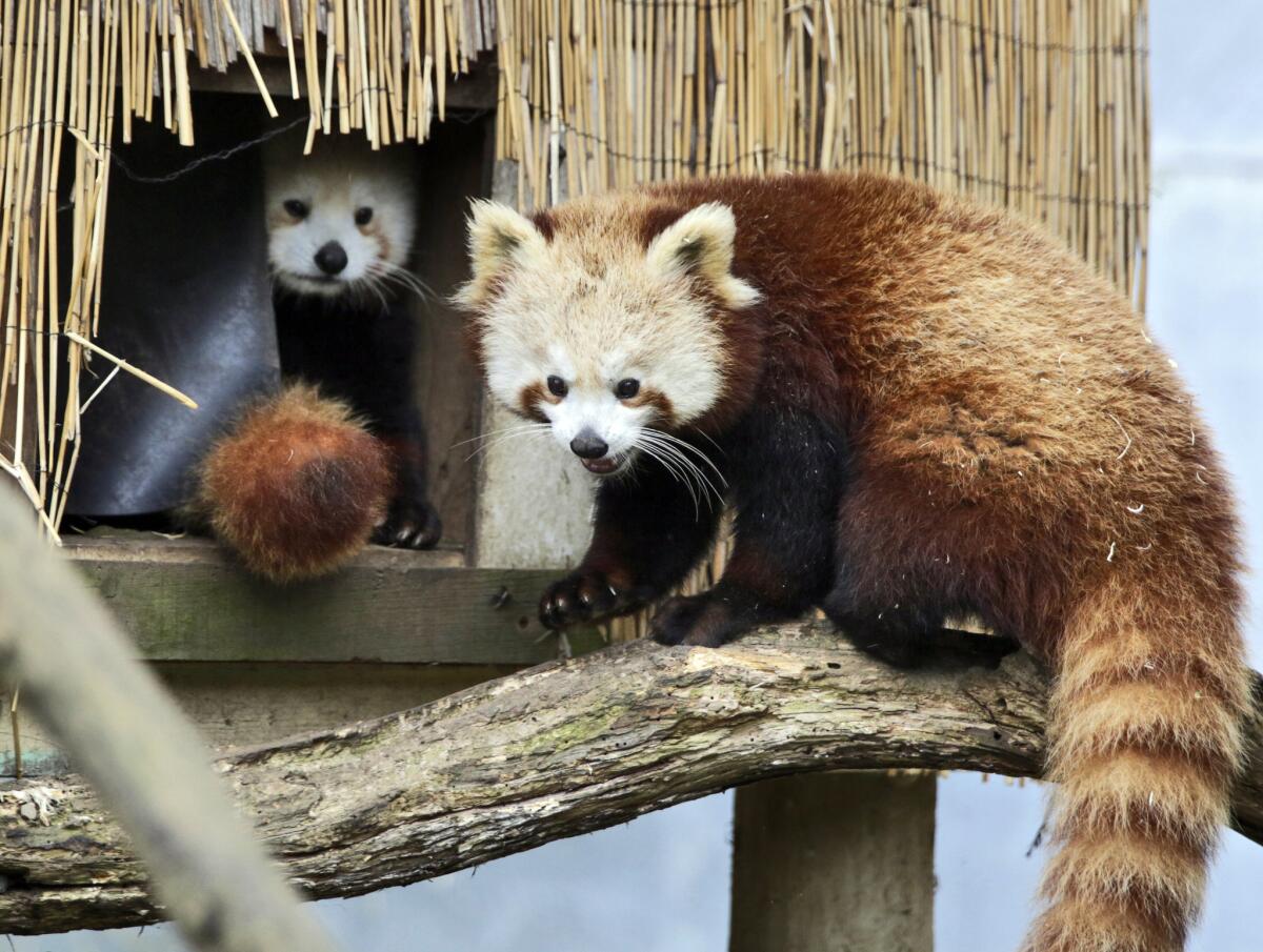 Masala, right, a red panda at its shelter in Sequoia Park Zoo in Eureka, Calif.