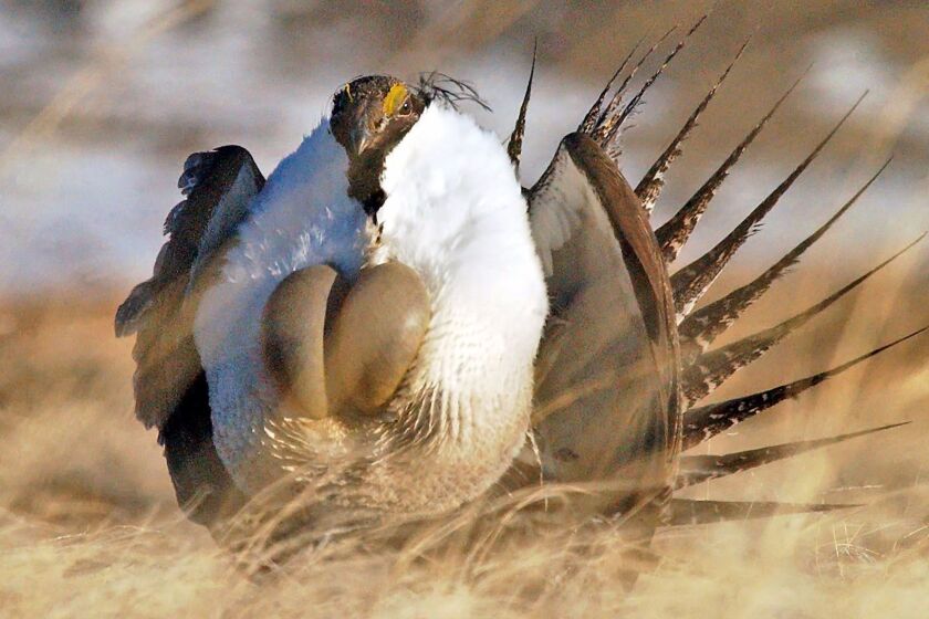 FILE - In this April 15, 2008 file photo, a male sage grouse performs his "strut" near Rawlins, Wyo. U.S. Agriculture Secretary Tom Vilsack plans to announce Thursday, Aug. 27, 2015 that his agency plans to spend more than $200 million over the next three years on programs to protect greater sage grouse, regardless of whether the bird receives federal protections. Vilsack told The Associated Press he wants to almost double protected habitat for the chicken-sized bird to 8 million acres across the West. (Jerret Raffety/The Rawlins Daily Times via AP, File) MANDATORY CREDIT