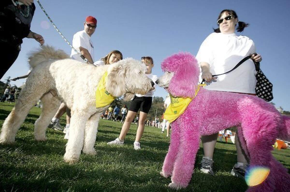 Wiggle Waggle Walk raises funds for the Pasadena Humane Society