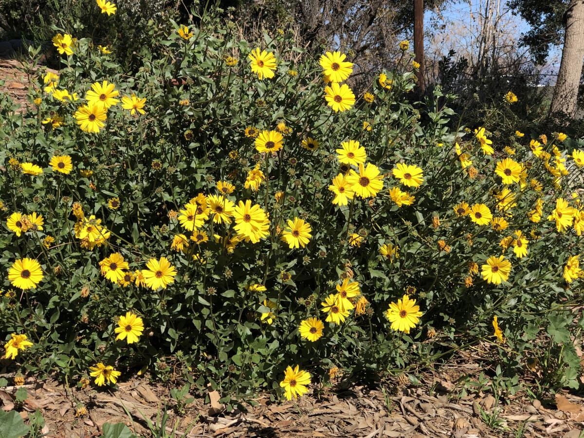 Bush sunflower