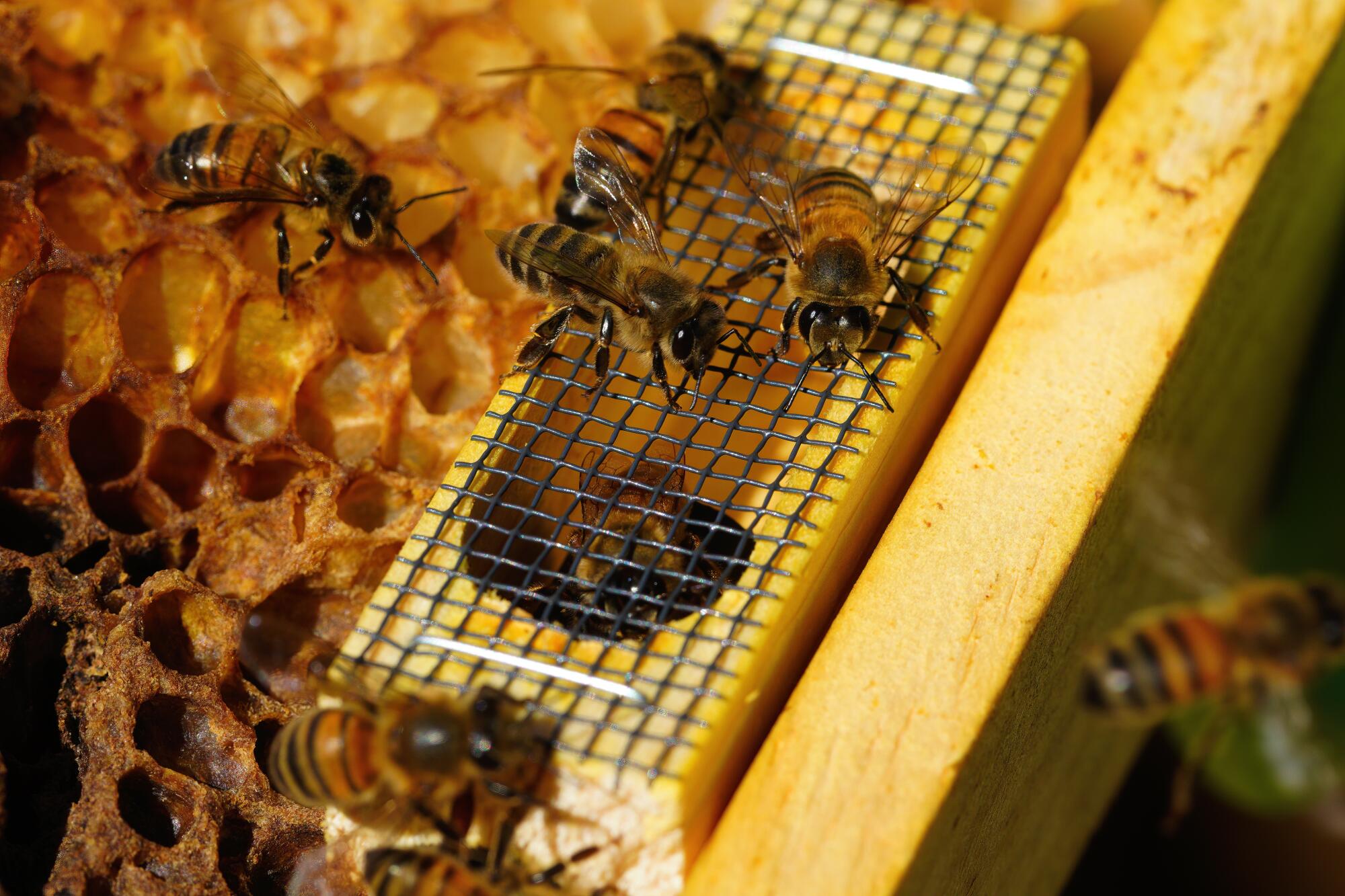 Defensora de las abejas' retira colmenas de forma ecológica en EEUU