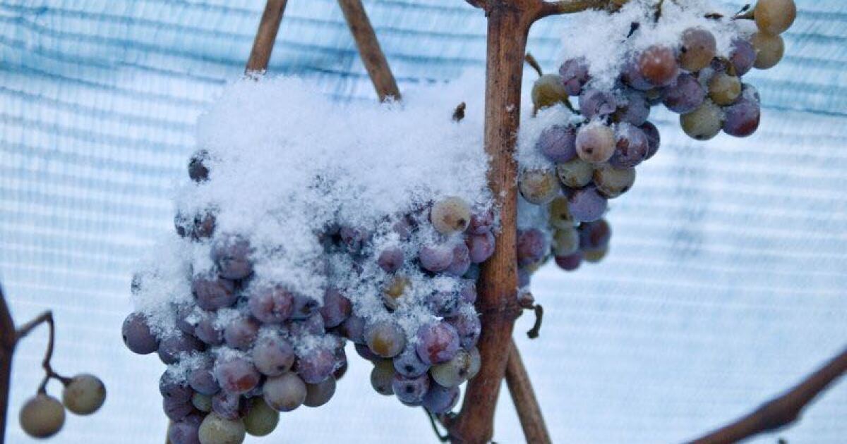 Climate change? Warm so warm, Germany can't make ice wine - Los Angeles Times