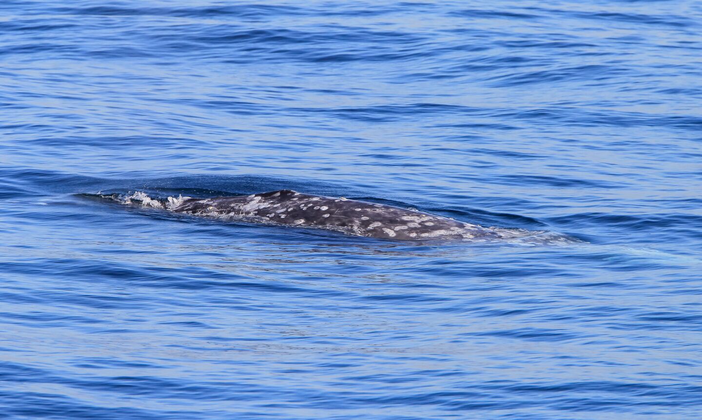 An Eastern Pacific gray whale surfaces.