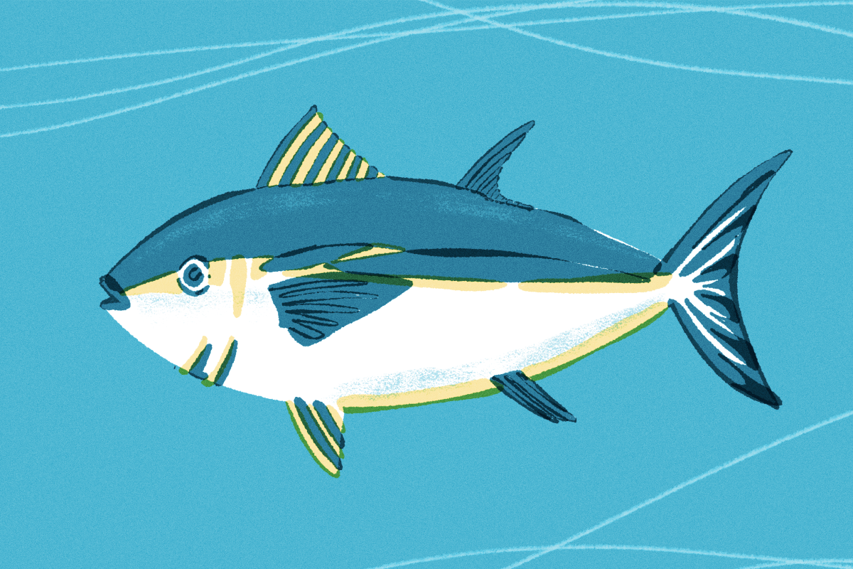 Illustration of Pacific bluefin tuna