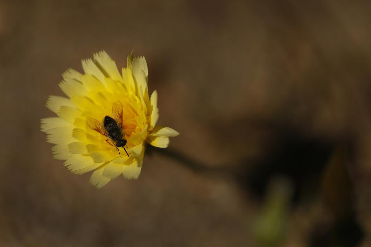 Salvia columbarie, commonly known as chia, Panamint dudleya and a desert dandelion. More photos