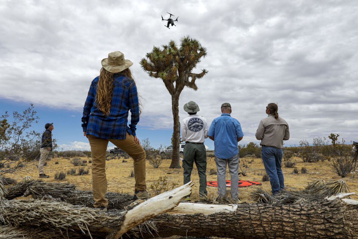 Biologists demonstrate a drone armed with a squirt gun loaded with vegetable oil, designed to fly over a raven's nest on a Joshua tree in North Barstow and blast the eggs with vegetable oil.