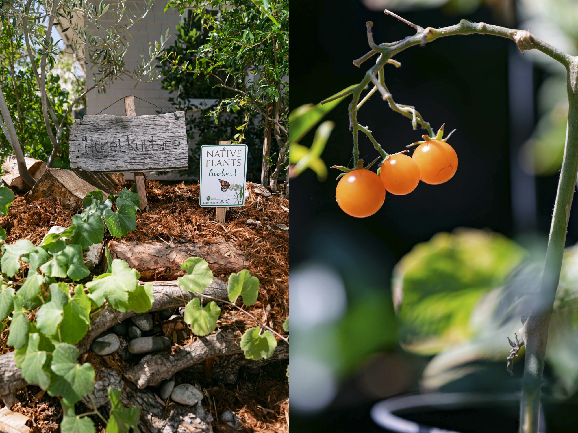 Left: A grape plant and two signs in the dirt. Right: Yellow cherry tomatoes up close