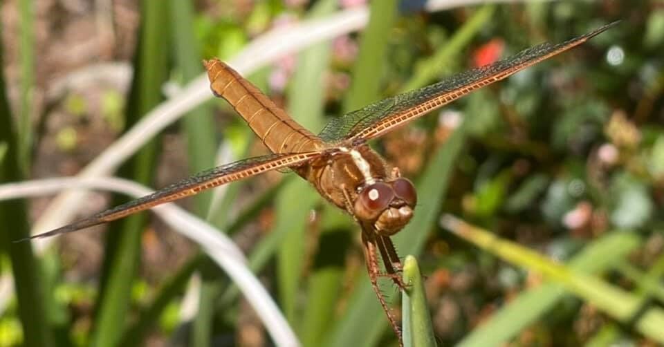Penny Wilkes dragonfly.jpg