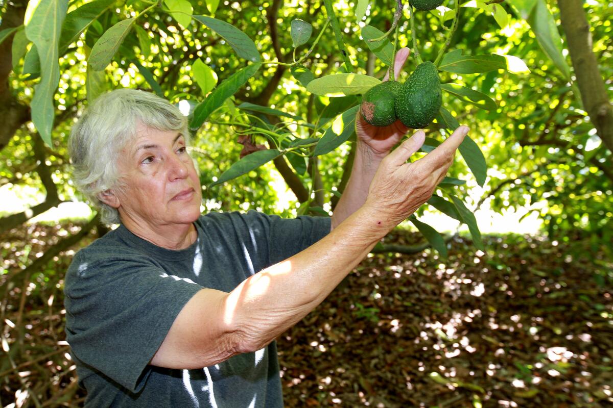 Sharyne Merritt, an avocado grower in Carpinteria, can no longer spray pesticides without fear of being held liable for contaminating nearby marijuana crops.