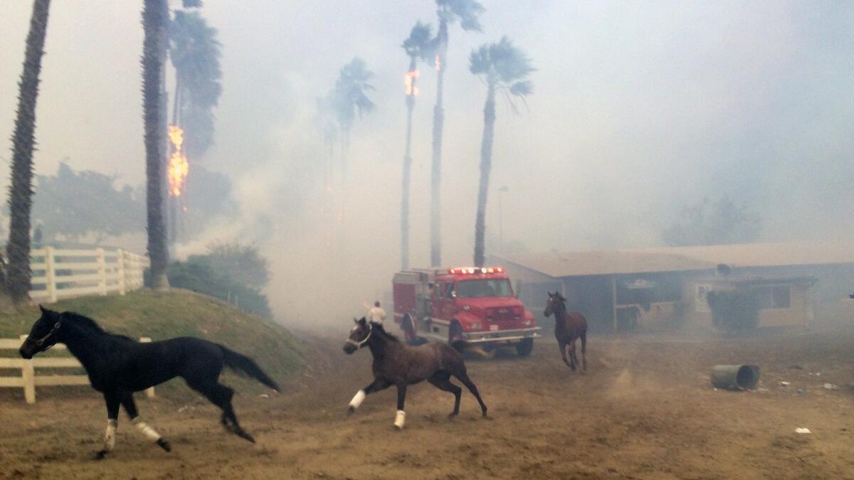 Terrified horses gallop from San Luis Rey Downs as the Lilac fire sweeps through the training facility on Dec. 7 in San Diego.