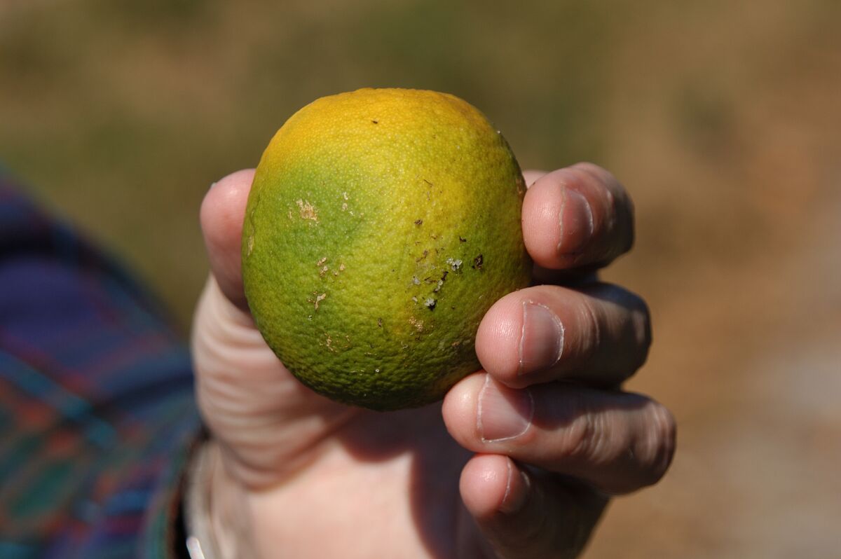Citrus fruit from a tree infected with Huanglongbing, a bacterial disease that ultimately kills plants.
