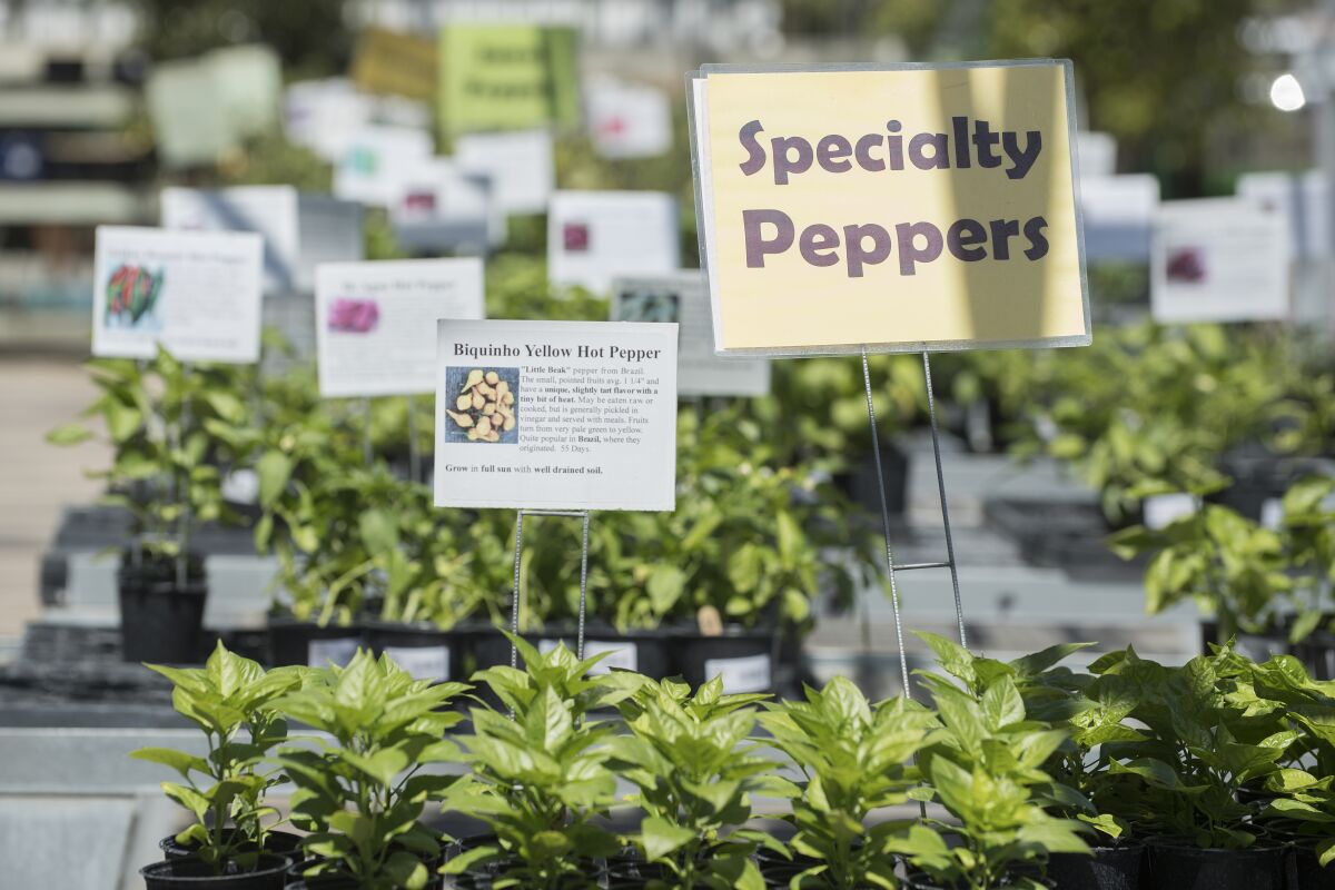 Plántulas con un cartel pequeño que dice "Pimiento picante amarillo Biquinho", a la izquierda, y un cartel más grande que dice "pimientos especiales"