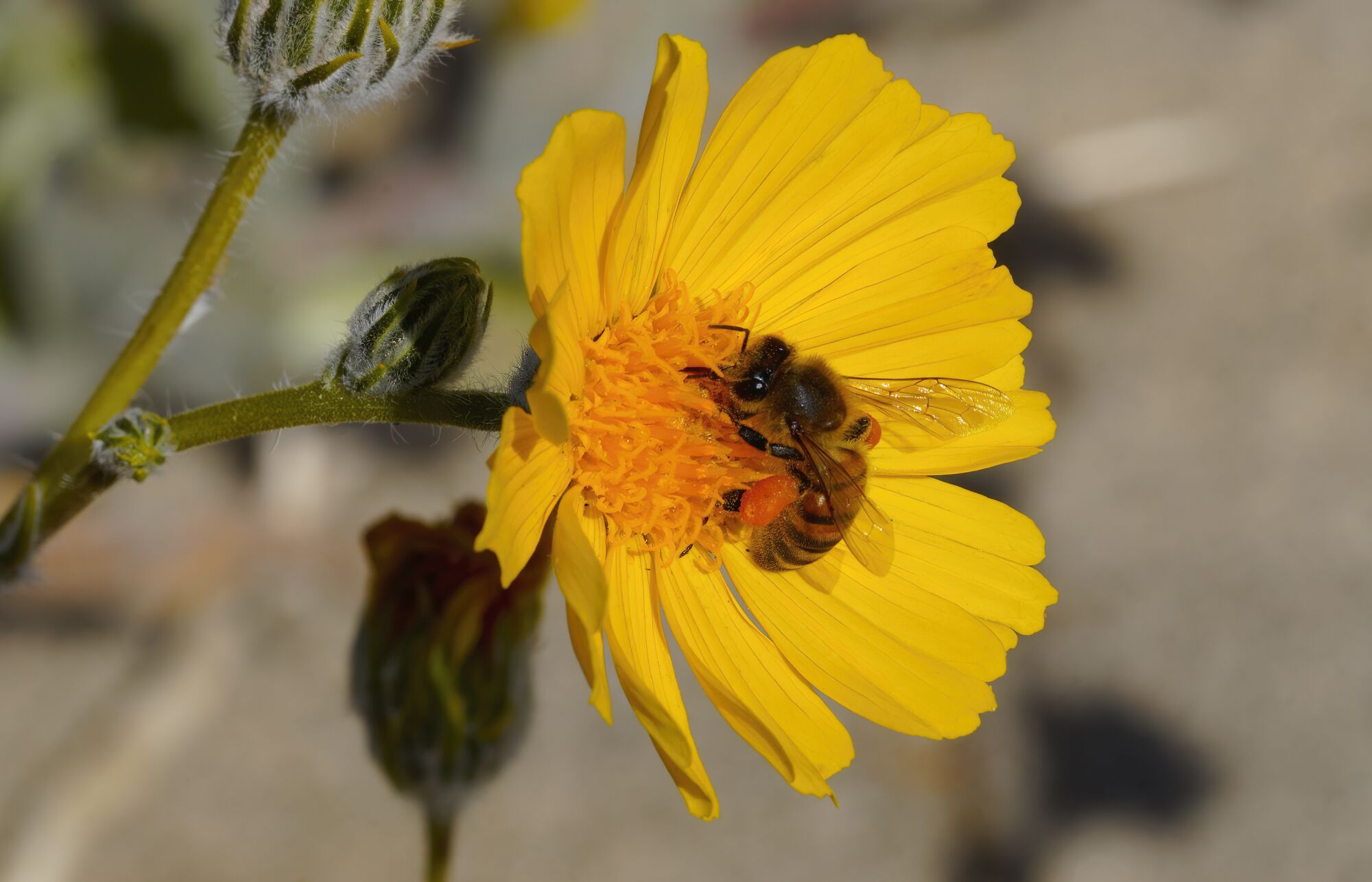 A bee feeds off the nectar and pollen from a Desert Sunflower. 