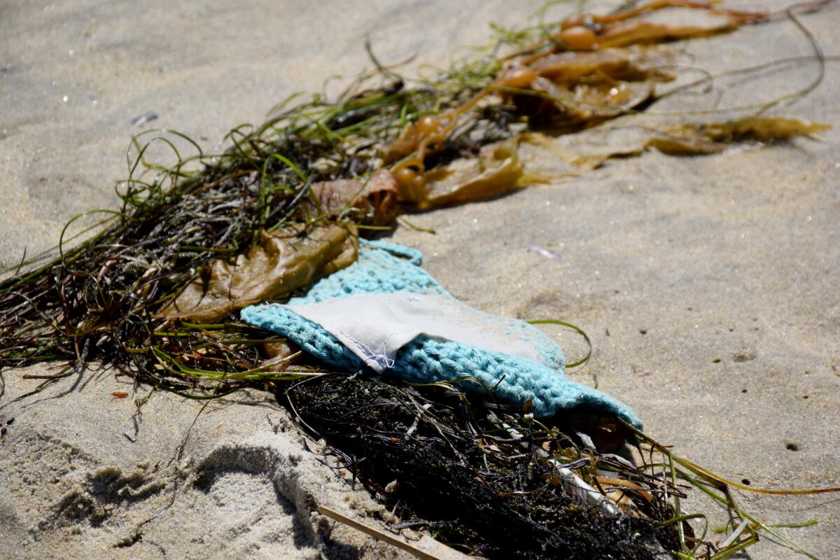 A hand-knitted face mask lies entangled in seaweed on the sand in Mission Beach on Monday, April 27, 2020.