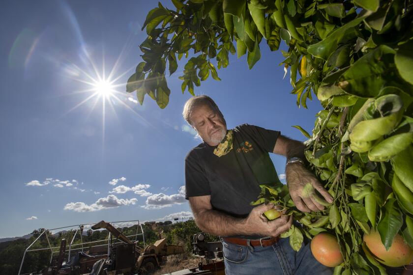 RIVERSIDE, CA - Vince Bernard inspects star ruby grapefruit at Bernard Ranch. (Allen J. Schaben / Los Angeles Times)