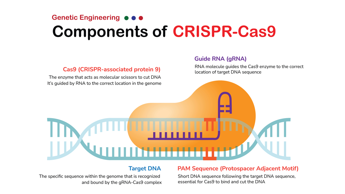 CRISPR Genome Editing Explained: How It Works, Cas9, Curing Diseases ...