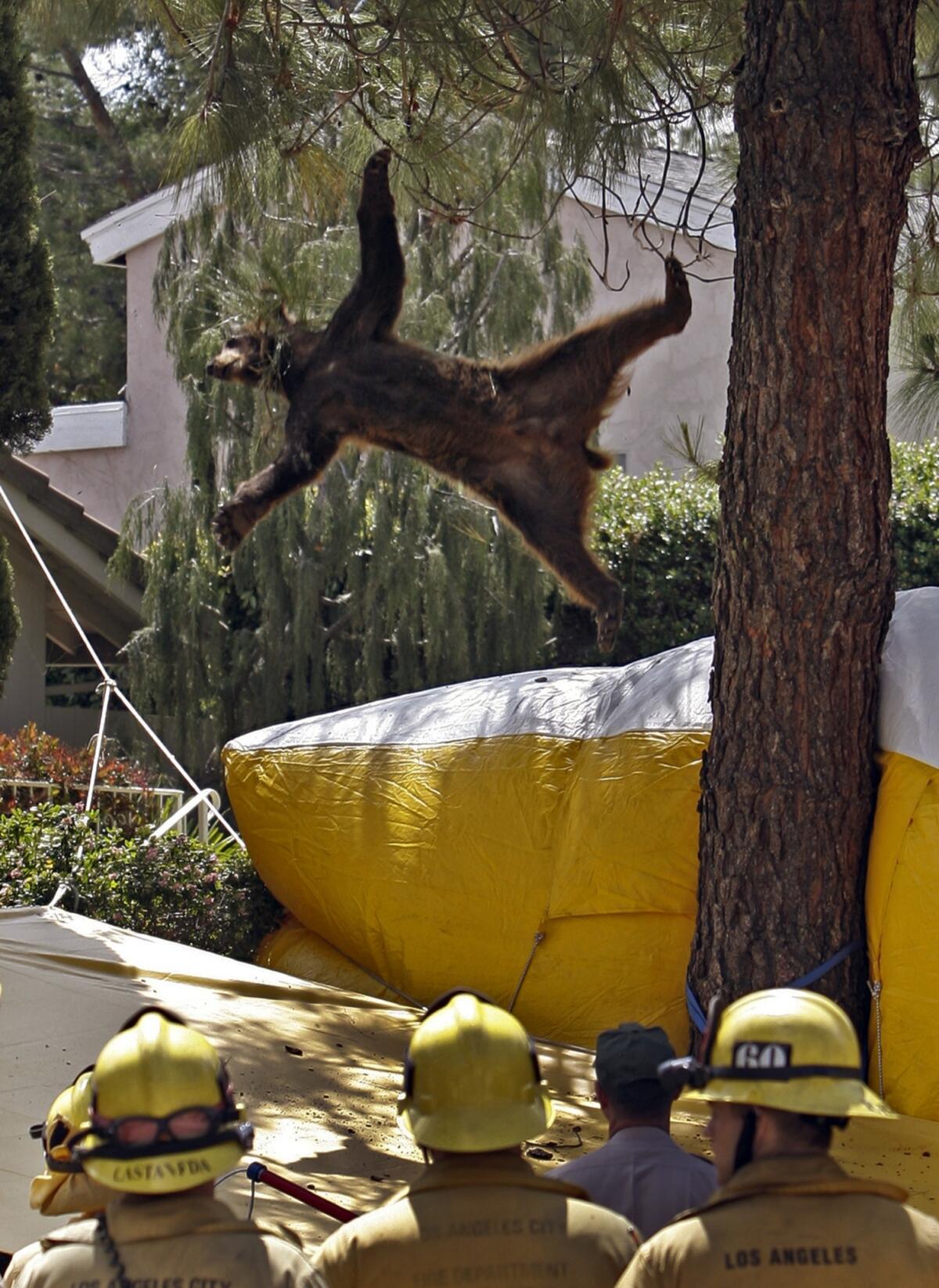 A black bear falls out of a tree after being tranquilized in Porter Ranch.