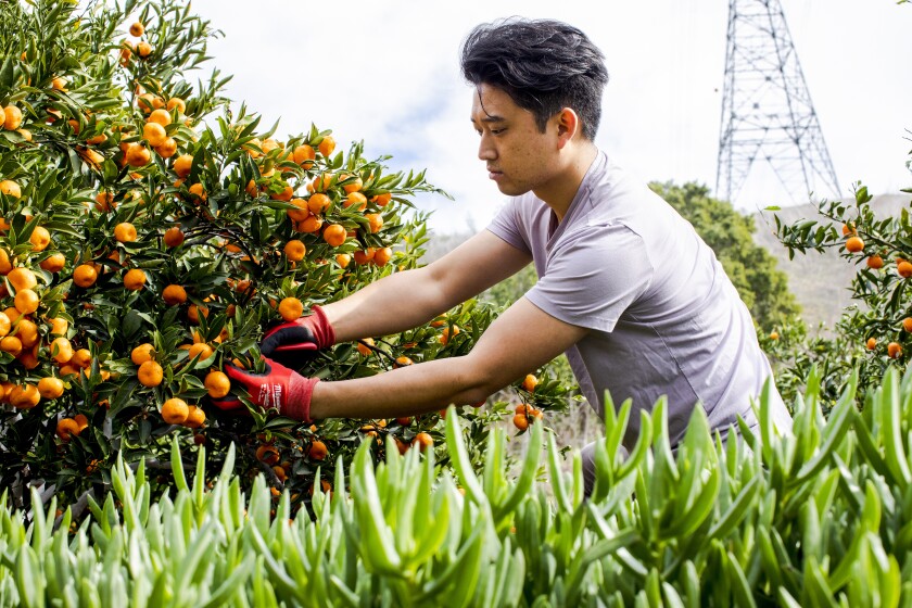 A young man clips Kishu mandarin oranges from a tree.